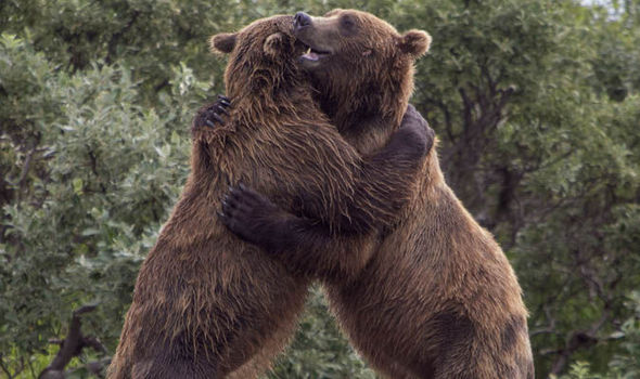 Bear-hug-651143